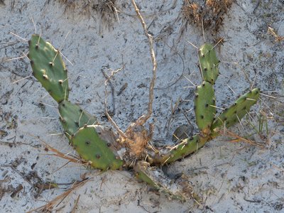 Florida Prickly Pear