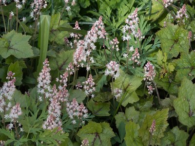 Foamflower