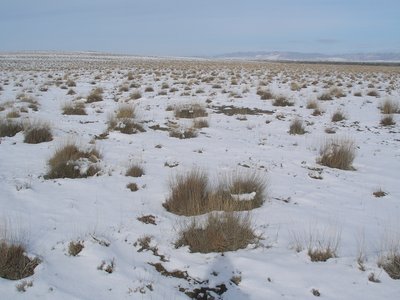 Forage Kochia