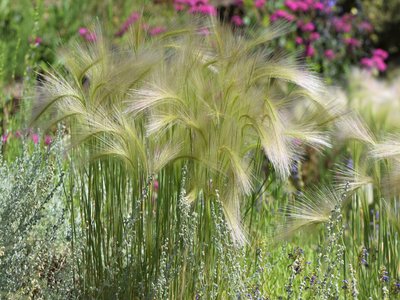 Foxtail Barley
