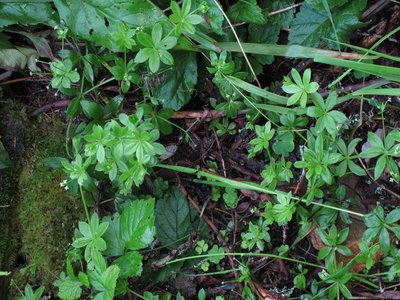 Fragrant Bedstraw