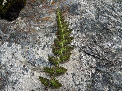 Fragrant Fern