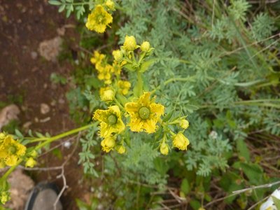 Fringed Rue