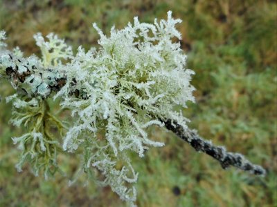 Frost Lichen