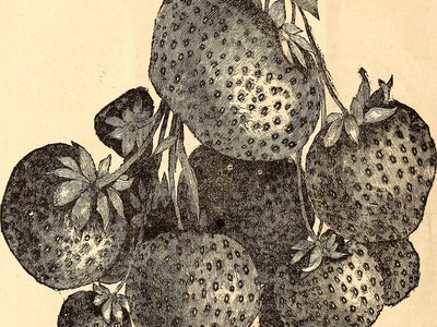 Frosted Currant