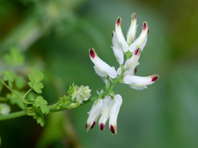 Fumitory