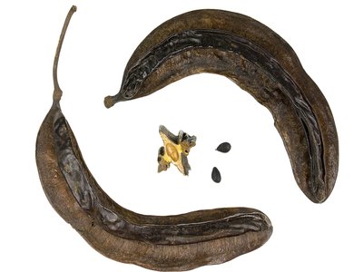 Galbanum
