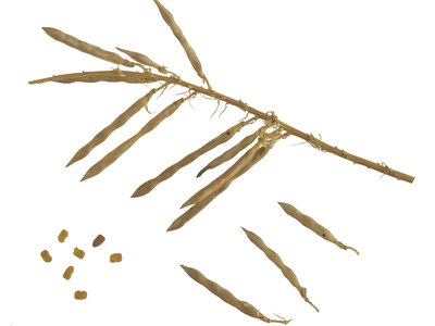 Galega