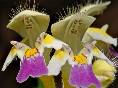 Galeopsis