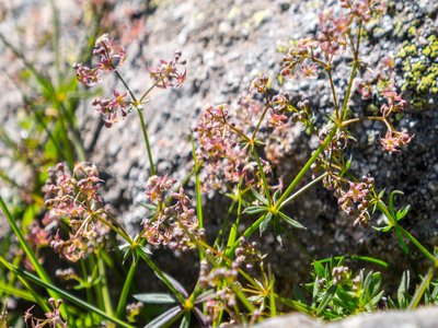 Galium