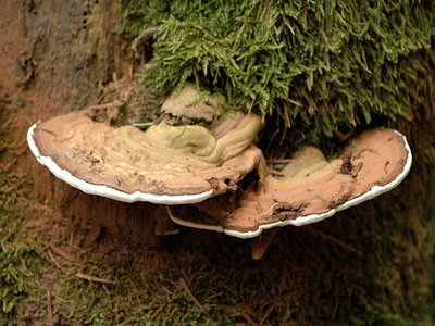 Ganoderma Mushroom