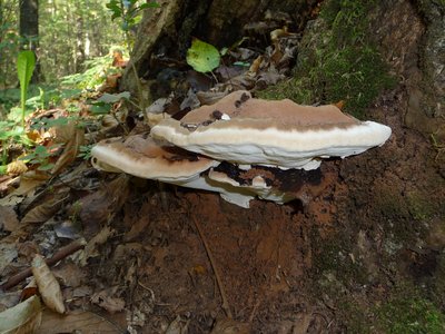 Ganoderma