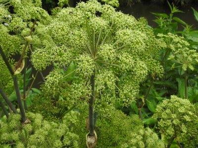 Garden Angelica