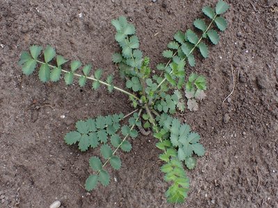 Garden Burnet