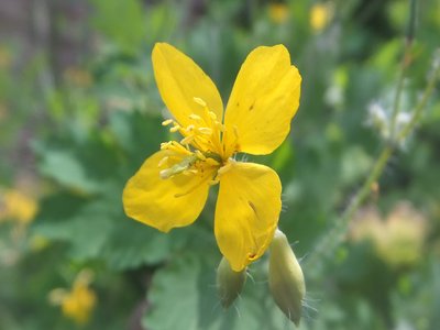 Garden Celandine