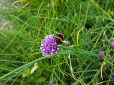 Garden Chives