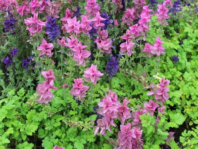 Garden Clary