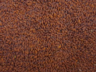 Garden Cress