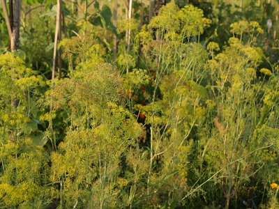 Garden Dill