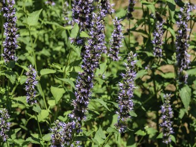 Garden Hyssop