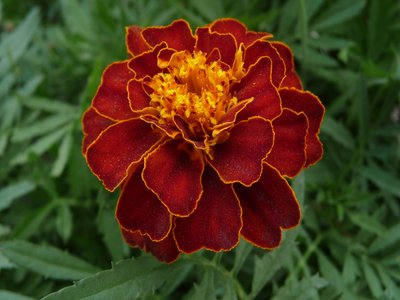 Garden Marigold