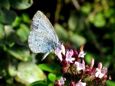 Garden Marjoram
