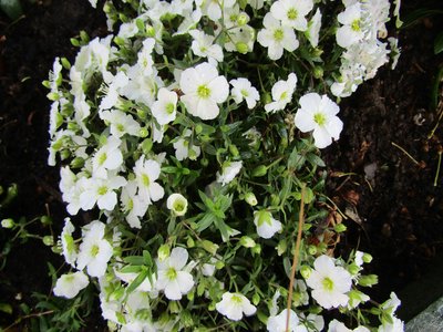Garden Sandwort