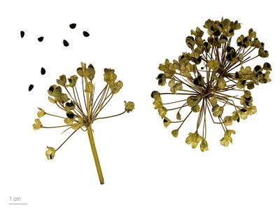Garlic Chives