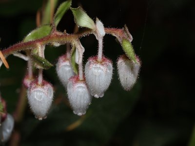 Gaultheria