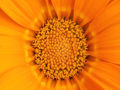 Gazania