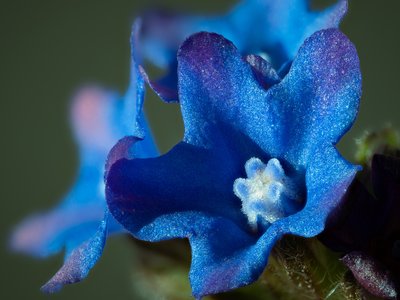 Gentian