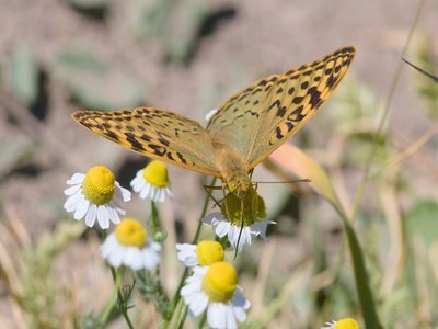 German Chamomile