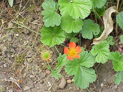 Geum