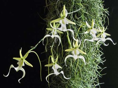 Ghost Orchid
