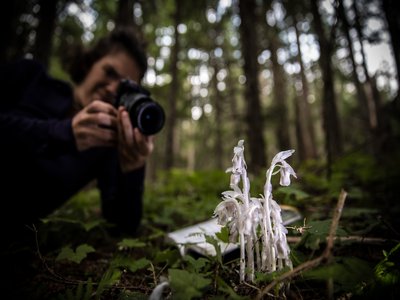 Ghost Pipe
