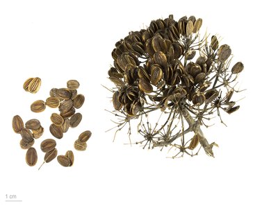 Giant Fennel