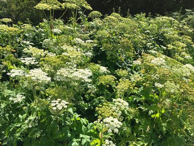 Giant Hogweed