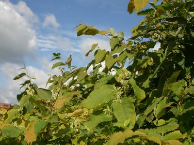 Giant Knotweed