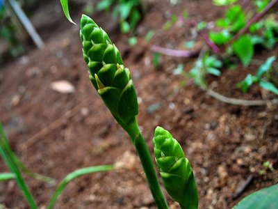 Ginger Flower
