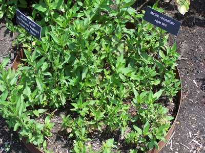 Ginger Mint