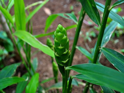 Ginger