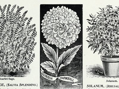 Glenwood Sage