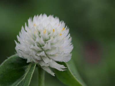 Globe Amaranth
