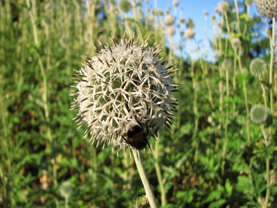 Globe Thistle