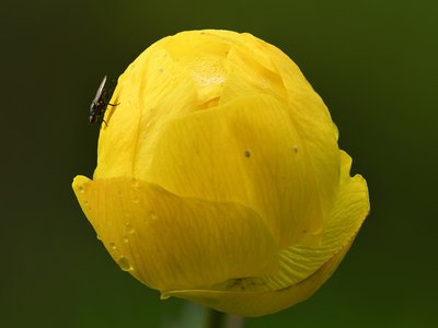 Globeflower