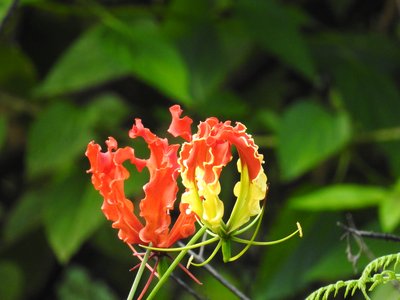 Glory Lily