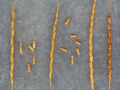 Goat Grass