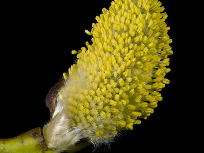 Goat Willow