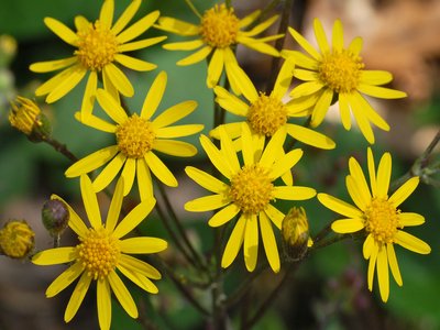 Golden Groundsel
