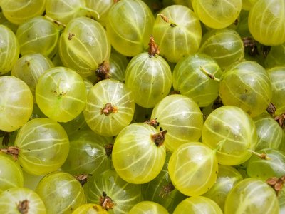 Gooseberry